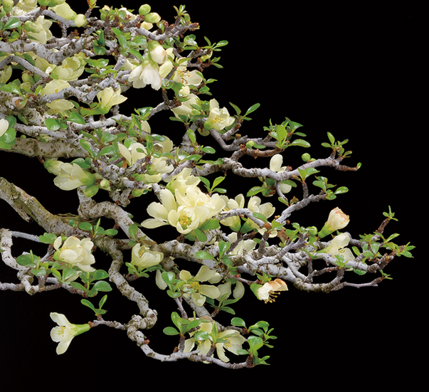 白花チョウジュバイ