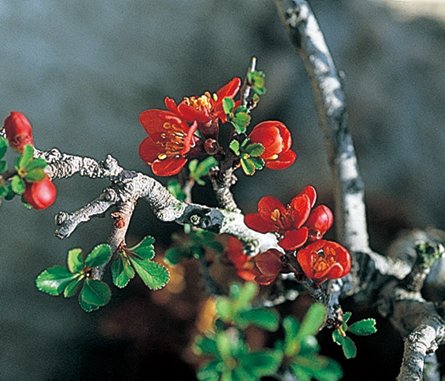 チョウジュバイ