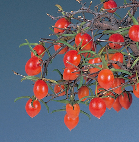 ロウヤガキ「都紅」