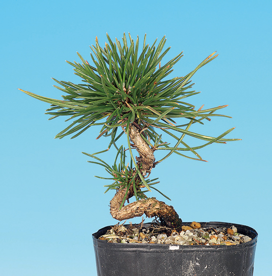 黒松 ネジリ（6cmポット入）