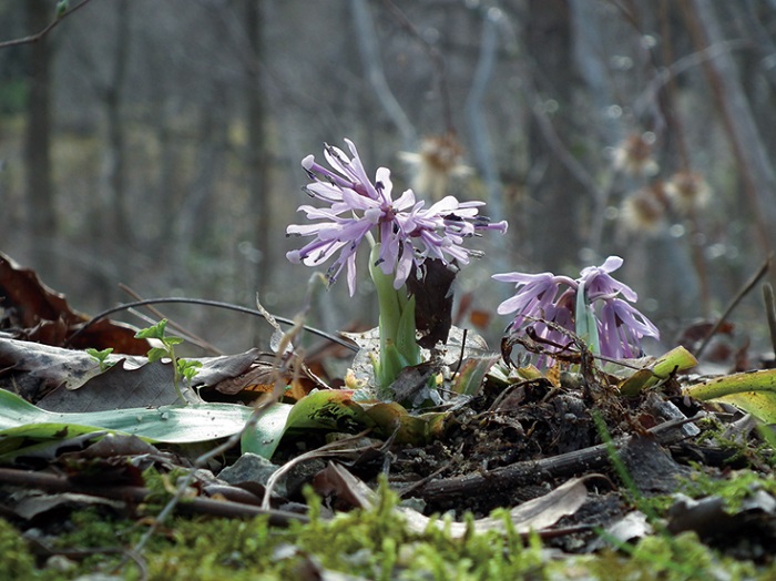 ショウジョウバカマ　7.5cmﾎﾟｯﾄ