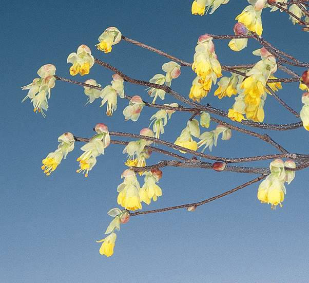 ヒメミズキ　7.5cmﾎﾟｯﾄ