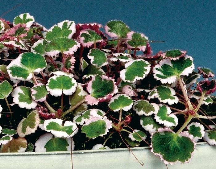 斑入ユキノシタ御所車　7.5cmﾎﾟｯﾄ