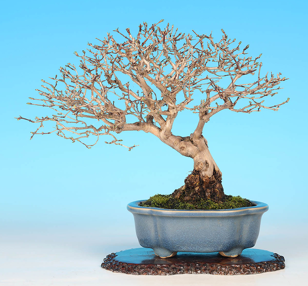 うぐいすかぐら