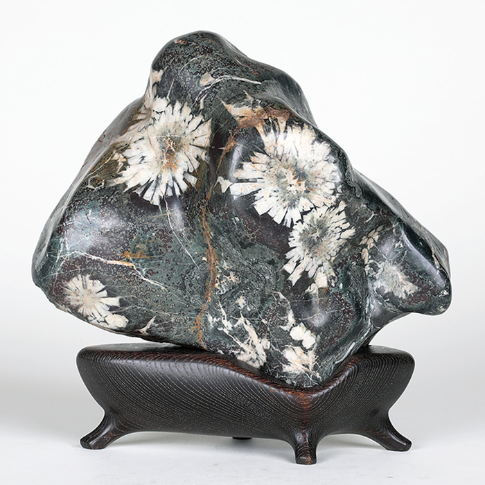 根尾菊花石 銘「寿華」