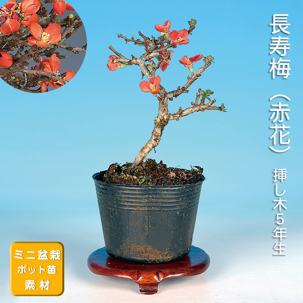 長寿梅（赤花）