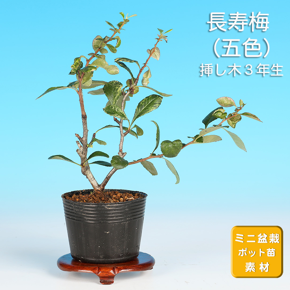 長寿梅（五色）