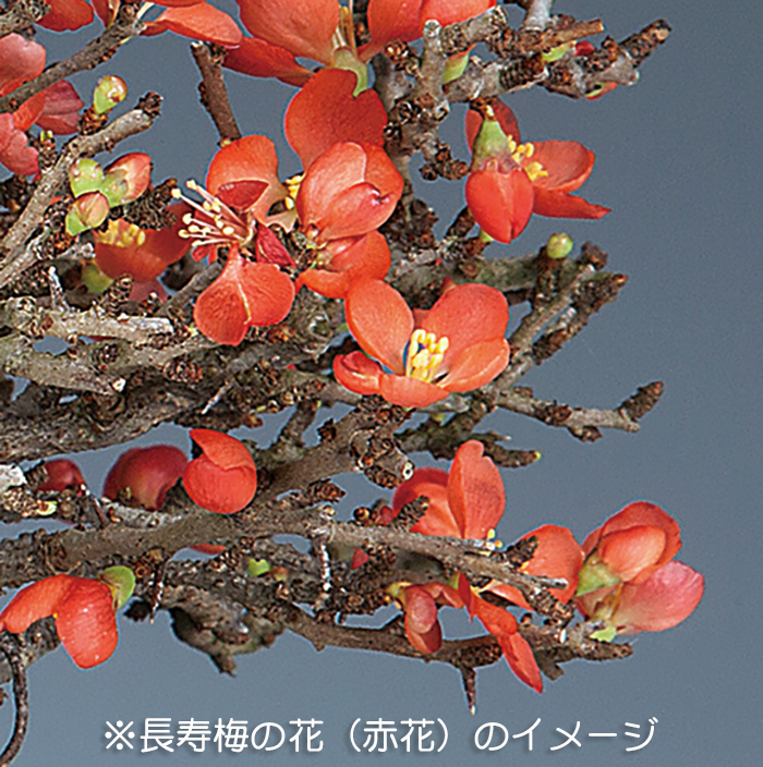 長寿梅‼️赤花‼️値下げ 盆栽 長寿梅 紅花 紅長寿梅 亀付き 紅長寿梅の盆栽 信楽茶鉢 花咲く