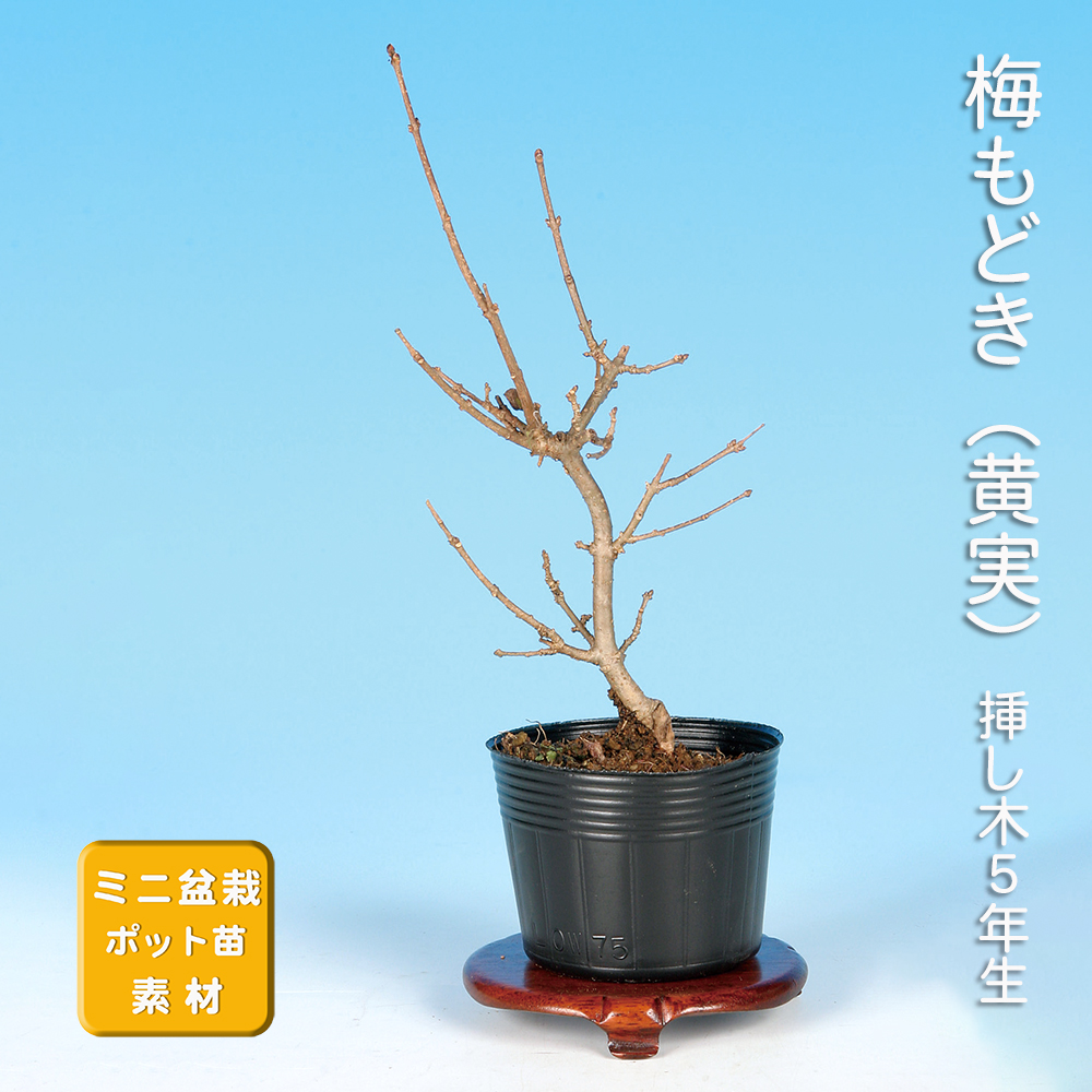 梅もどき（黄実）