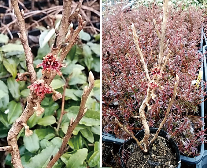 八ッ房マンサク