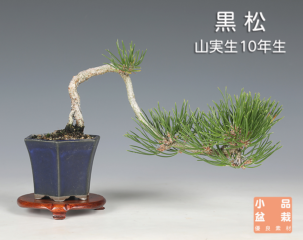 お買い得盆栽 | 盆栽、盆栽書籍、盆栽鉢の通販│近代出版