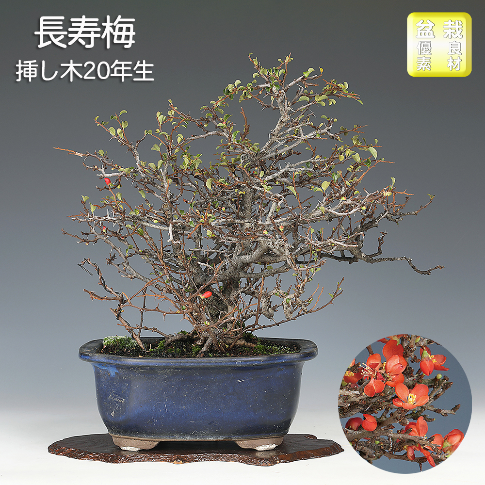 お買い得盆栽 | 盆栽、盆栽書籍、盆栽鉢の通販│近代出版