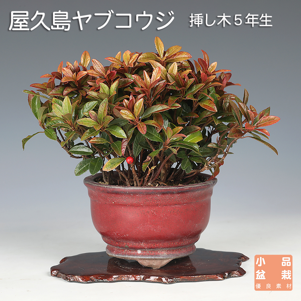 屋久島ヤブコウジ