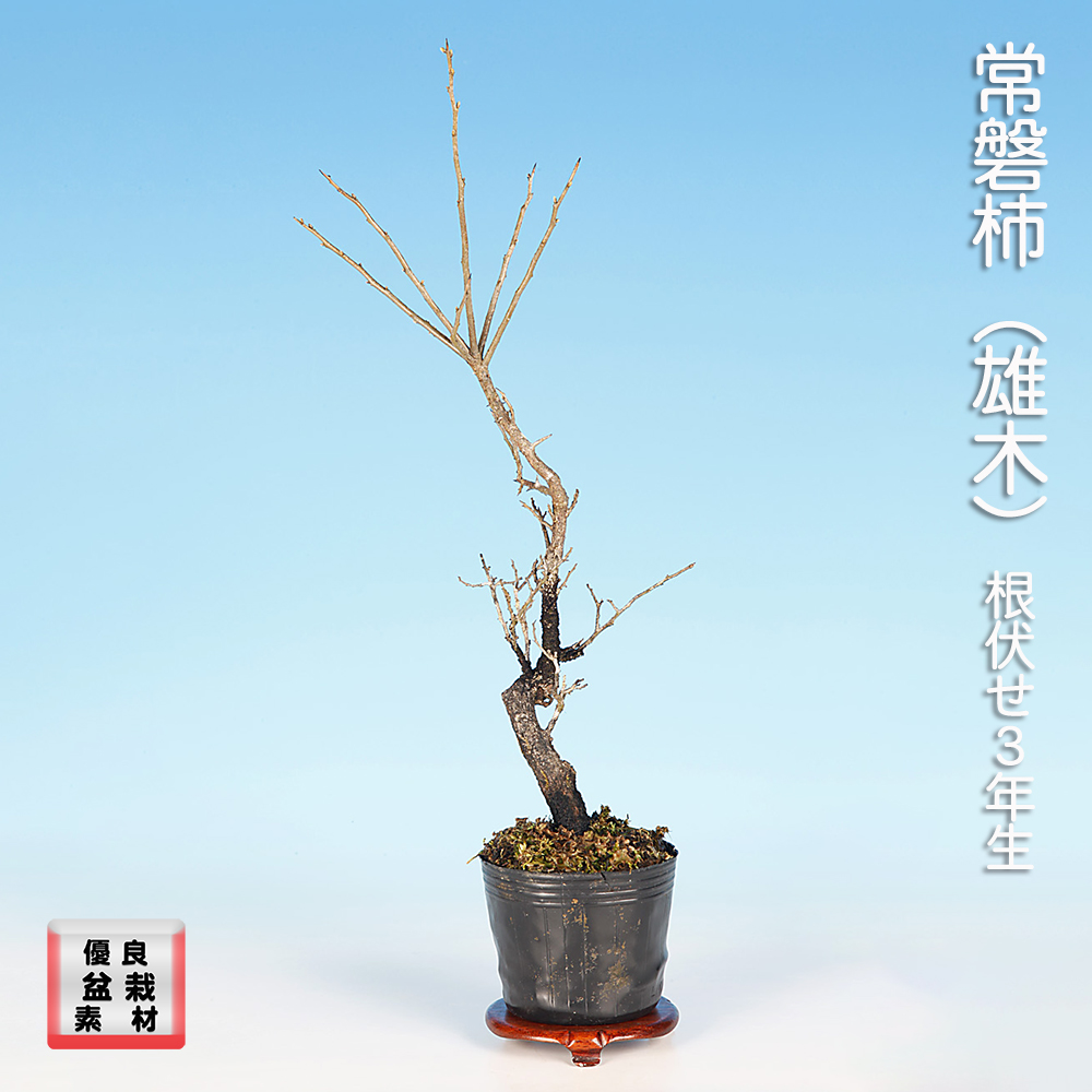 常盤柿（雄木） | 盆栽、盆栽書籍、盆栽鉢の通販│近代出版