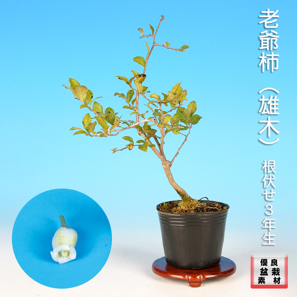 MASTER 老爺柿 ロウヤガキ 雌木 雄木 盆栽 小葉性 (O)(R) 盆栽 老爺柿 雄木 ロウヤガキ ローヤ柿 小品盆栽 ミニ盆栽 盆栽素材