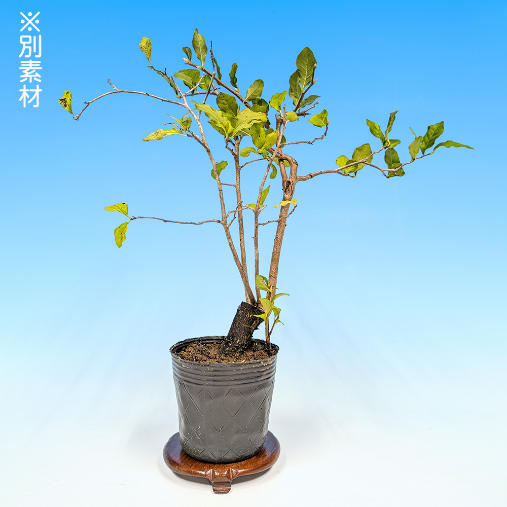 老爺柿（雄木） | 盆栽、盆栽書籍、盆栽鉢の通販│近代出版