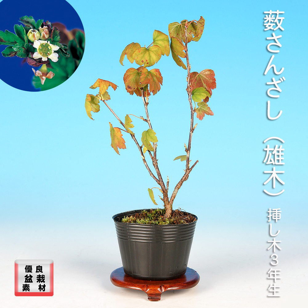 やぶさんざし（雄木）