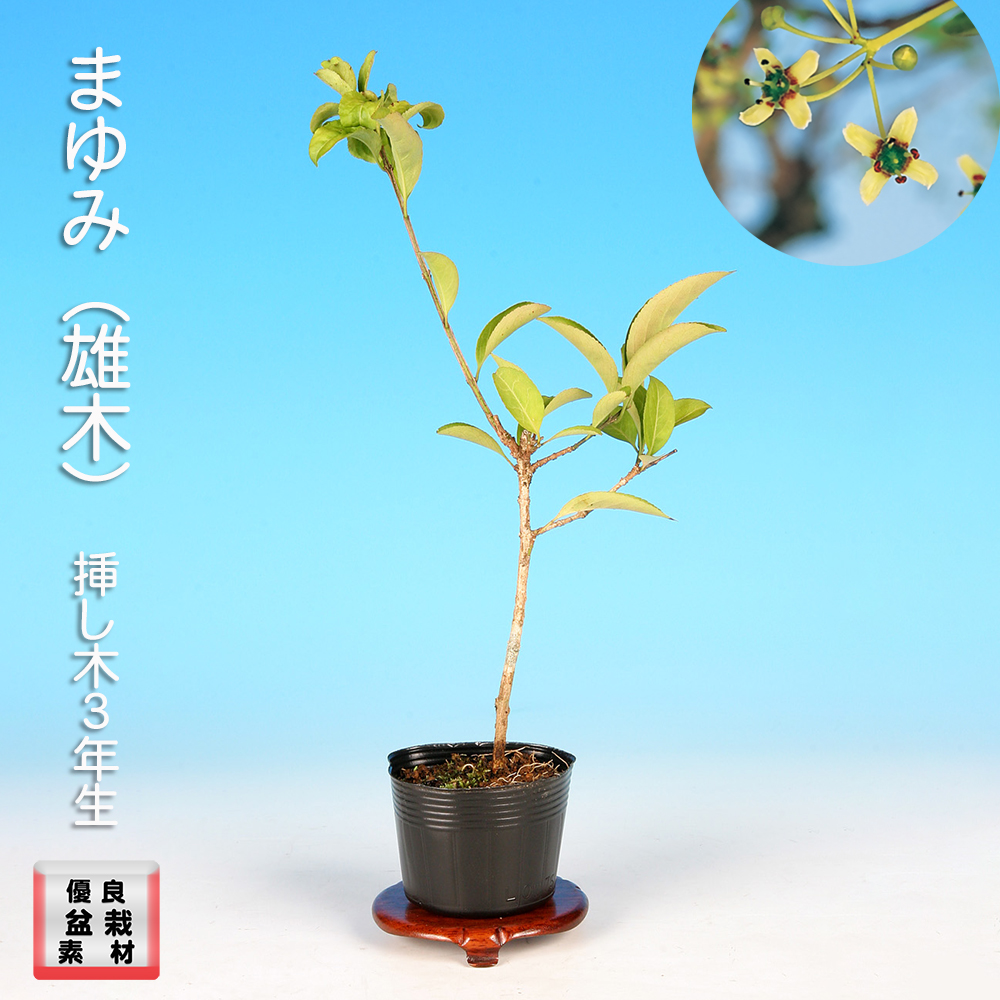 まゆみ（雄木）