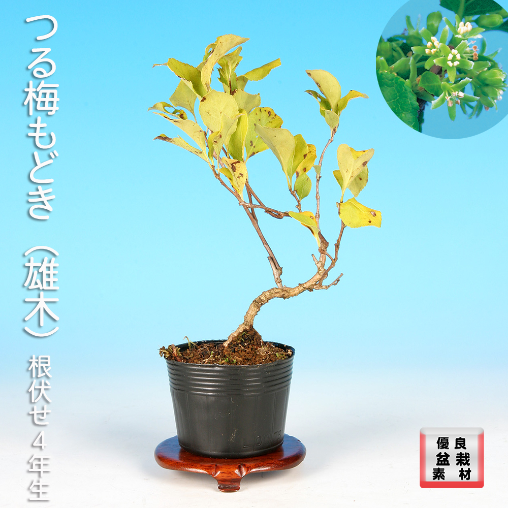 つる梅もどき（雄木）