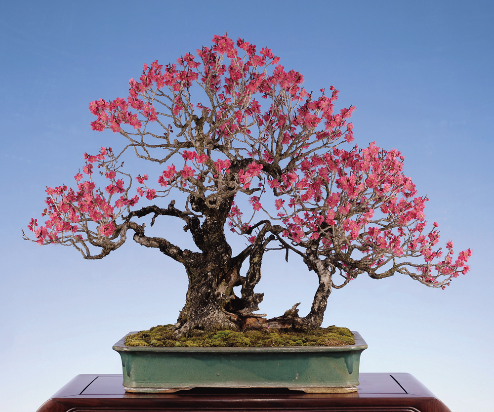 すべての美しい花の画像 トップ100梅 盆栽 植え替え