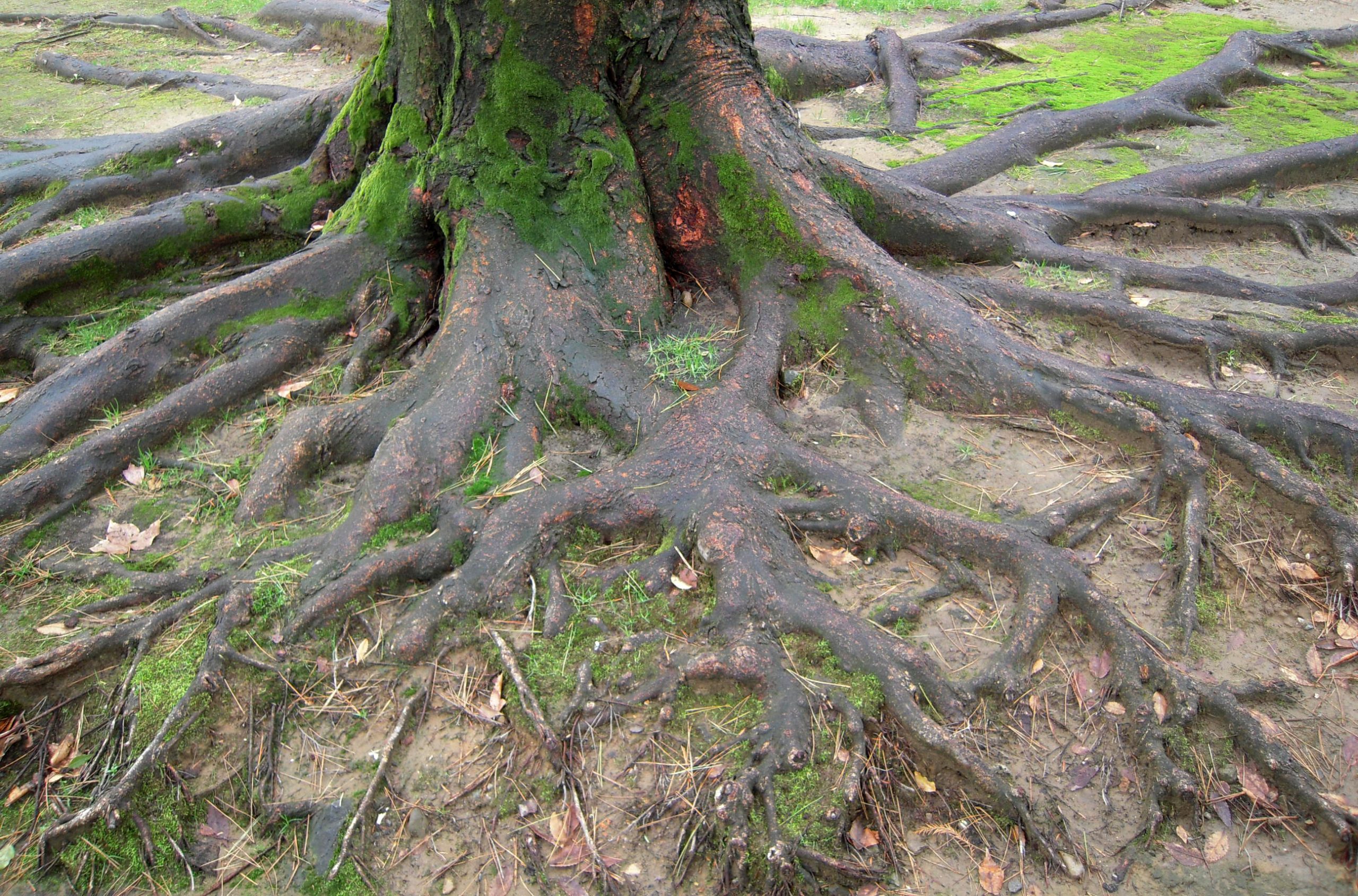 自主する樹木の根。