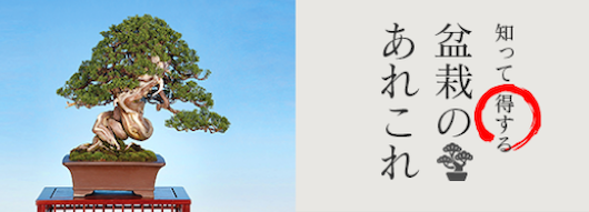 TOPページ | 盆栽、盆栽書籍、盆栽鉢の通販│近代出版